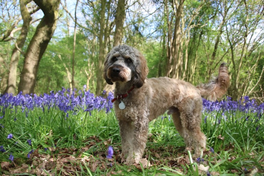 Cockapoo Dogs Breed - Information, Temperament, Size & Price | Pets4Homes