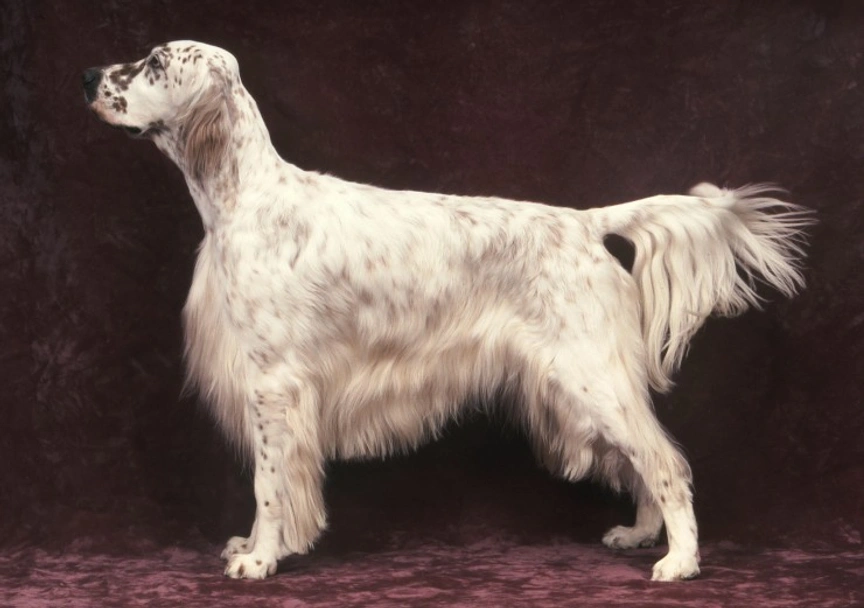 English Setter Dogs Breed - Information, Temperament, Size & Price | Lancaster Puppies