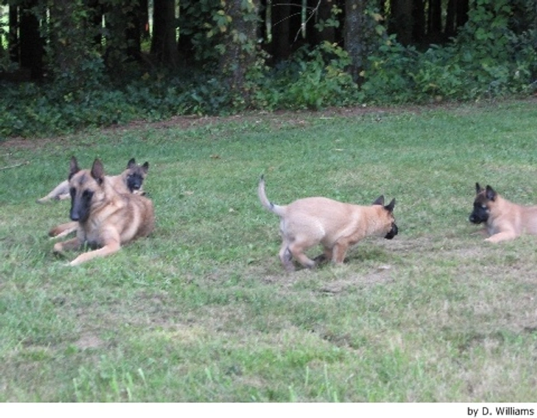 Mechelse Herder Dogs Ras: Karakter, Levensduur & Prijs | Puppyplaats