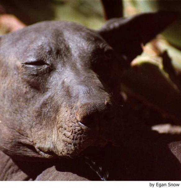 Xoloitzcuintle - Perro Sin Pelo Mexicano Dogs Raza - Características, Fotos & Precio | MundoAnimalia