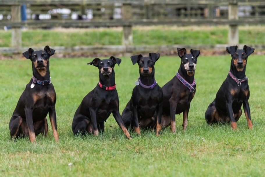 Manchester Terrier Dogs Breed - Information, Temperament, Size & Price | Pets4Homes