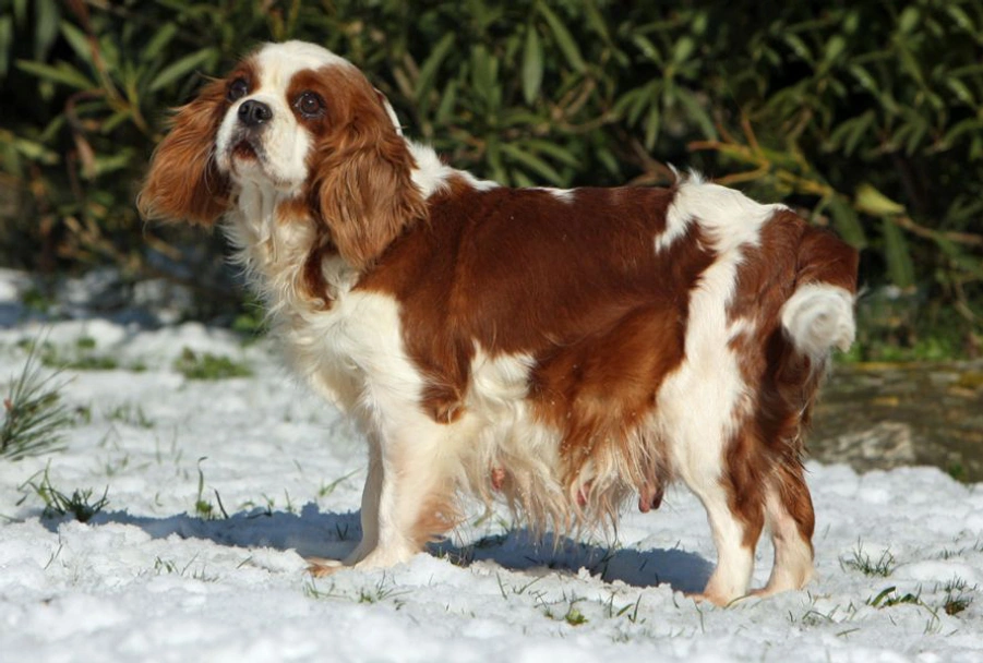 King Charles Spaniel Dogs Breed - Information, Temperament, Size & Price | Pets4Homes