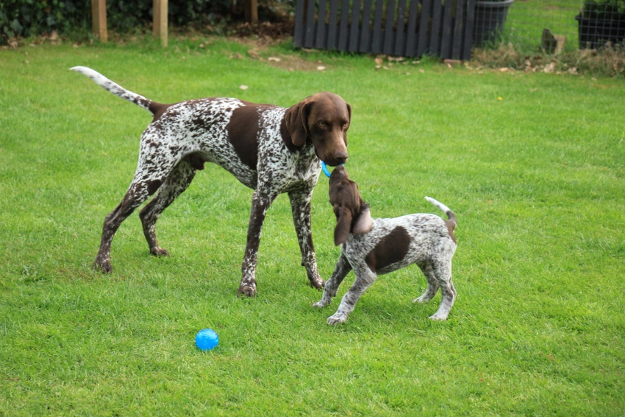 German Shorthaired Pointer Dogs Breed - Information, Temperament, Size & Price | Lancaster Puppies