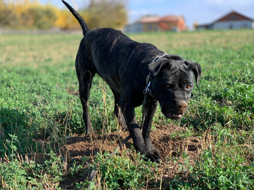 Bandog Dogs Razza - Prezzo, Temperamento & Foto | AnnunciAnimali
