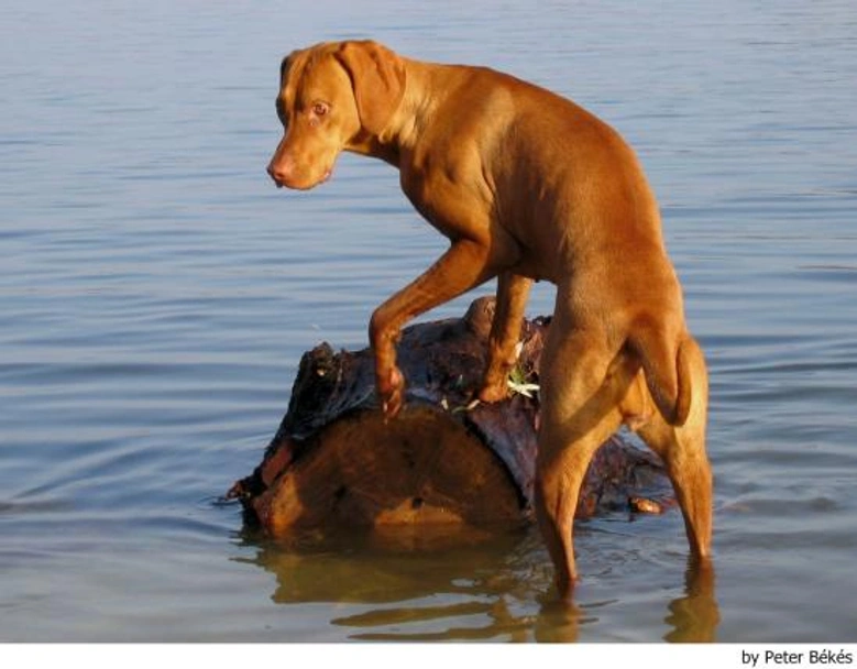 Vizsla korthaar Dogs Ras: Karakter, Levensduur & Prijs | Puppyplaats