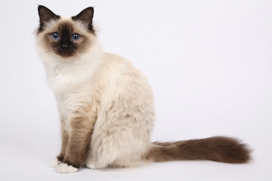 Birman Cats Razza - Prezzo, Temperamento & Foto | AnnunciAnimali