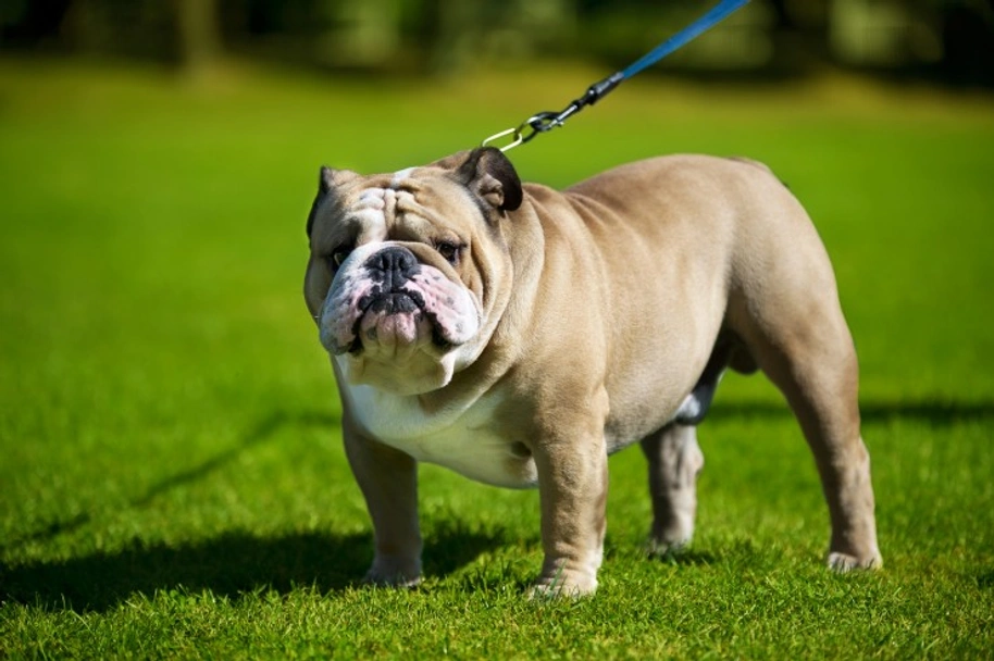 English Bulldog Dogs Breed - Information, Temperament, Size & Price | Pets4Homes