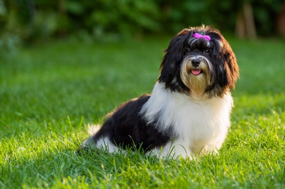 Havanese Dogs Breed - Information, Temperament, Size & Price | Lancaster Puppies