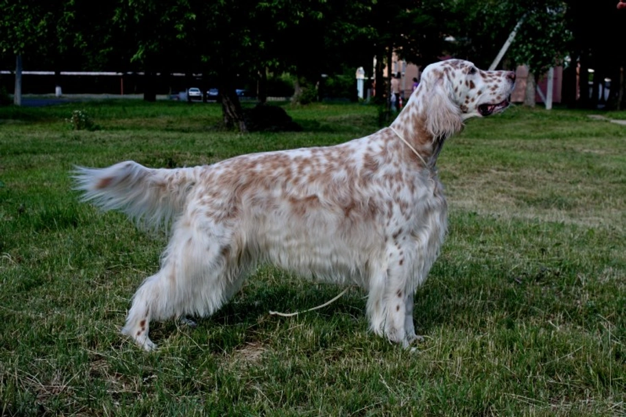 English Setter Dogs Breed - Information, Temperament, Size & Price | Lancaster Puppies