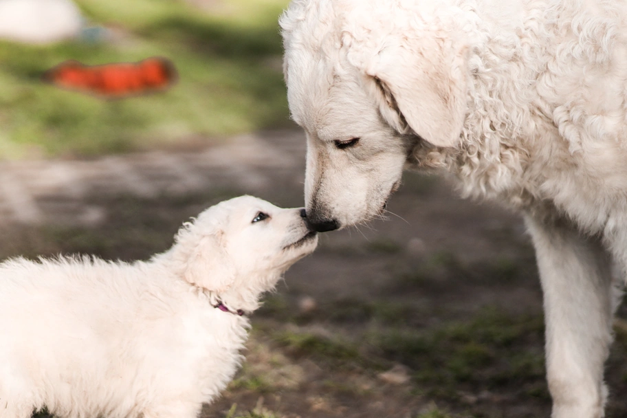 Kuvasz  Dogs Ras: Karakter, Levensduur & Prijs | Puppyplaats