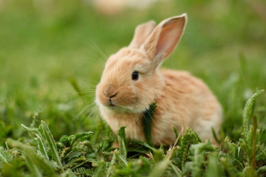 Sussex Rabbits Breed - Information, Temperament, Size & Price | Pets4Homes
