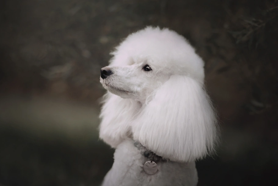 Standard Poodle Dogs Breed - Information, Temperament, Size & Price | Pets4Homes