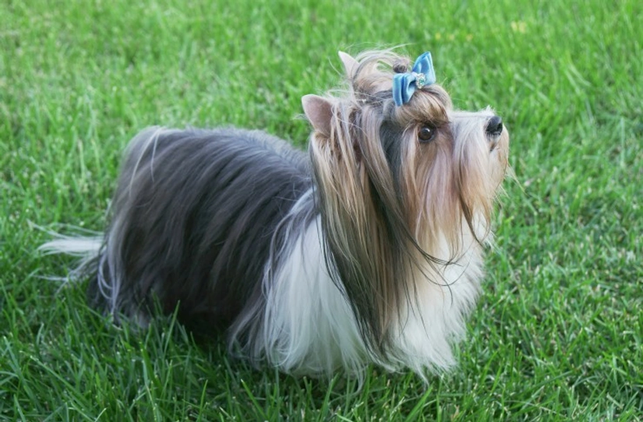 Biewer Terrier Dogs Ras: Karakter, Levensduur & Prijs | Puppyplaats