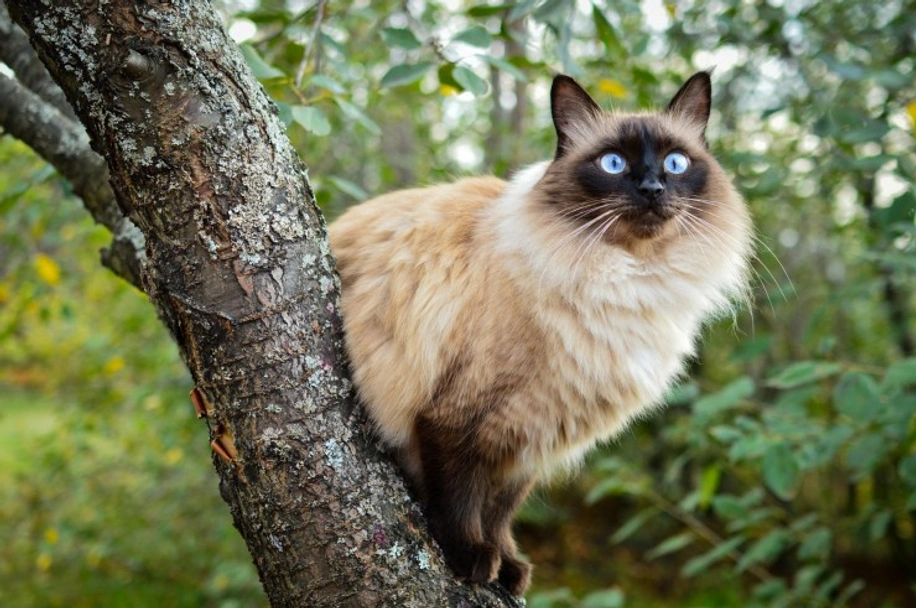 Balinese Cats Breed - Information, Temperament, Size & Price | Pets4Homes