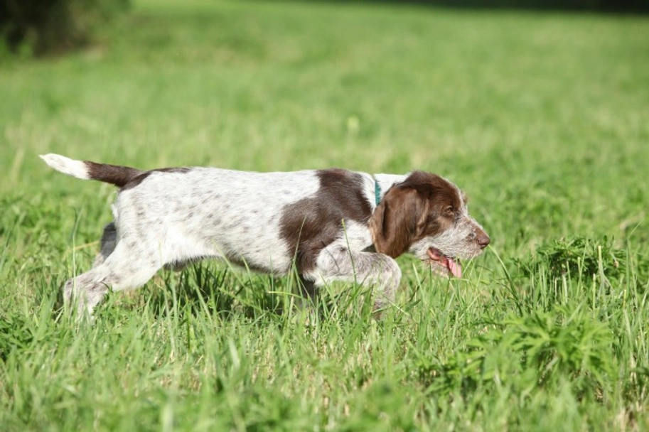 Italian Spinone Dogs Breed - Information, Temperament, Size & Price | Lancaster Puppies