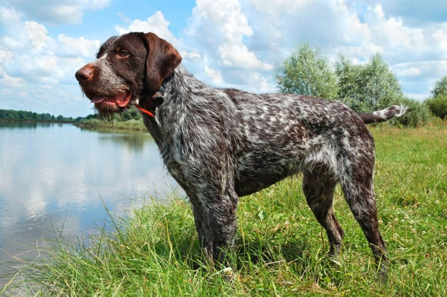 German Wirehaired Pointer Dogs Breed - Information, Temperament, Size & Price | Lancaster Puppies