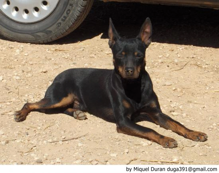 Ca Rater Mallorquí Dogs Raza - Características, Fotos & Precio | MundoAnimalia