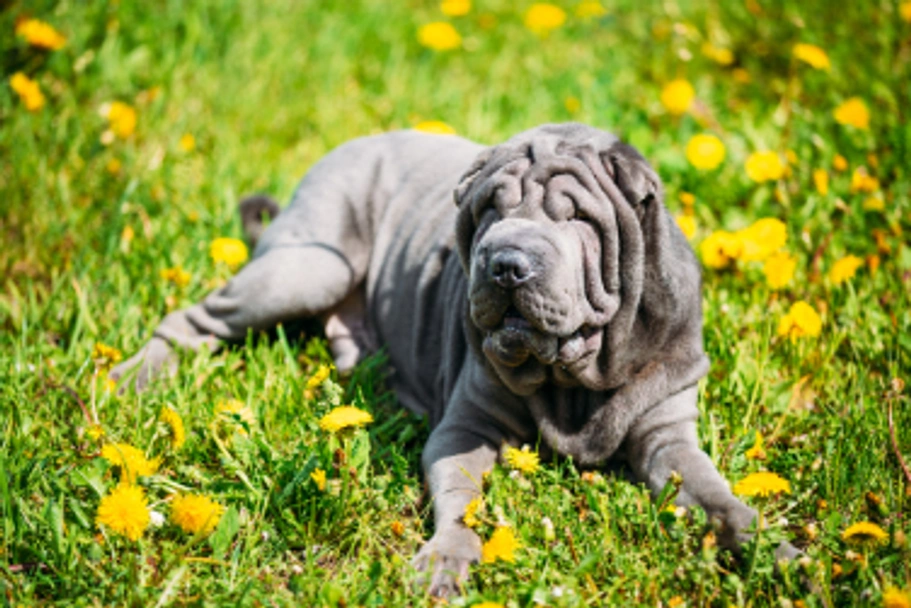 Shar Pei Dogs Razza - Prezzo, Temperamento & Foto | AnnunciAnimali