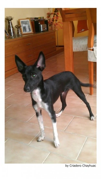 Perro Sin Pelo de Perú Dogs Raza - Características, Fotos & Precio | MundoAnimalia