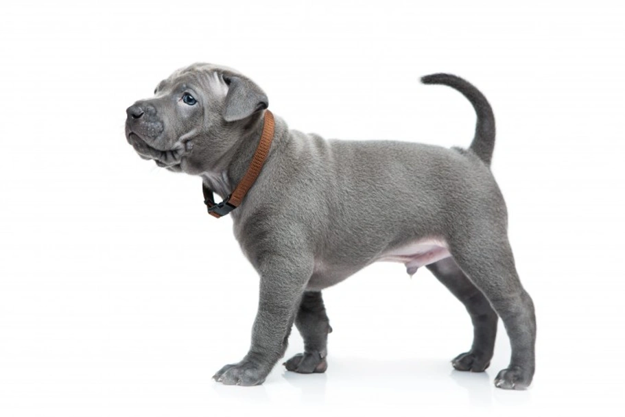 Thai Ridgeback Dogs Ras: Karakter, Levensduur & Prijs | Puppyplaats