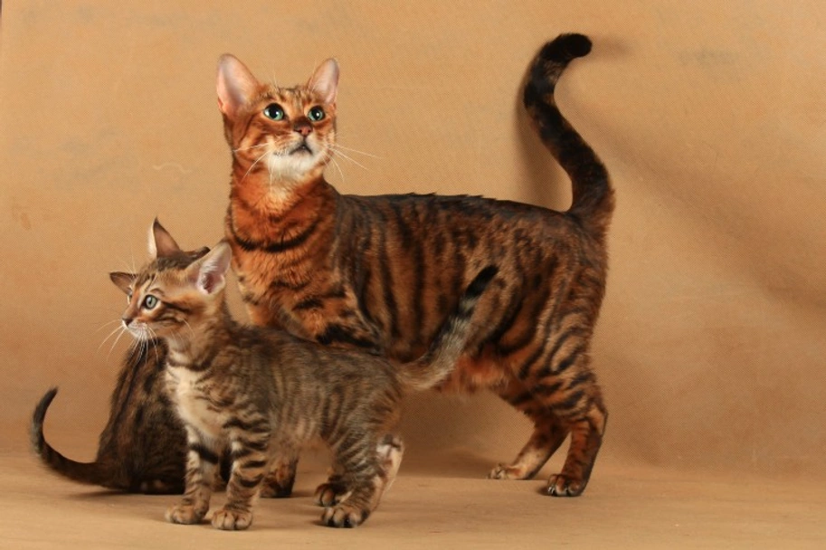  Toyger Cats Razza - Prezzo, Temperamento & Foto | AnnunciAnimali