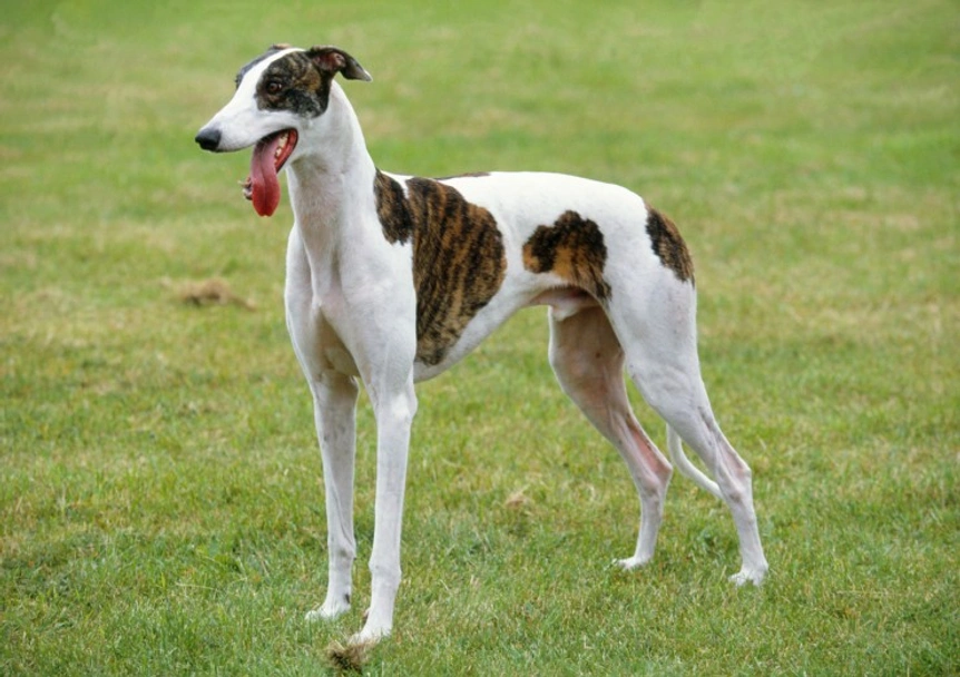 Italiaans Windhondje Dogs Ras: Karakter, Levensduur & Prijs | Puppyplaats