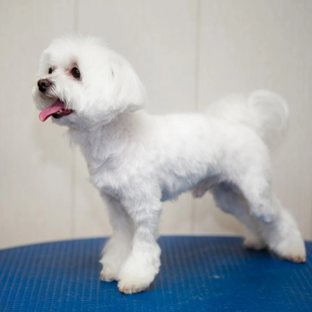 Maltese Dogs Razza - Prezzo, Temperamento & Foto | AnnunciAnimali