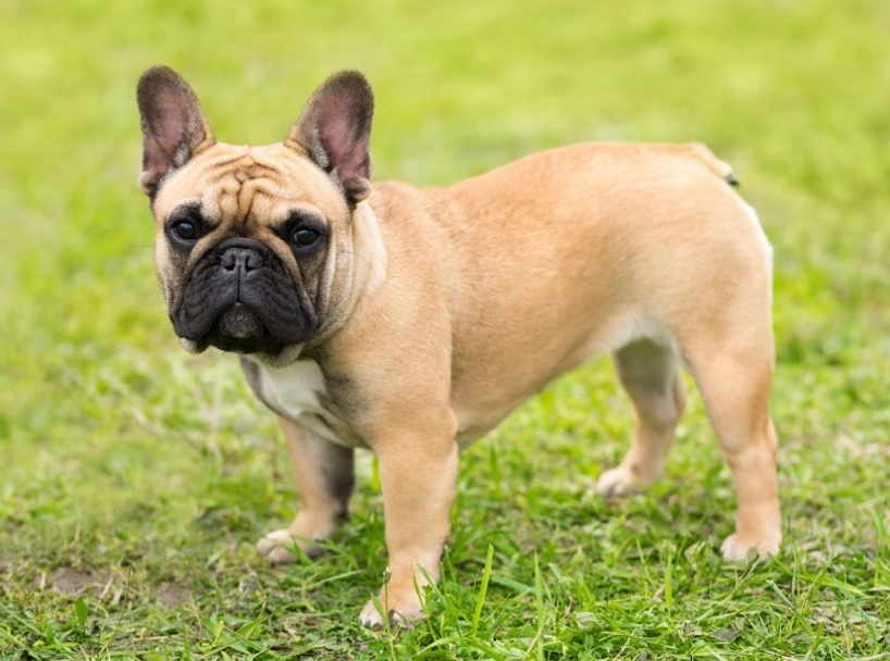 French Bulldog Dogs Breed - Information, Temperament, Size & Price | Lancaster Puppies