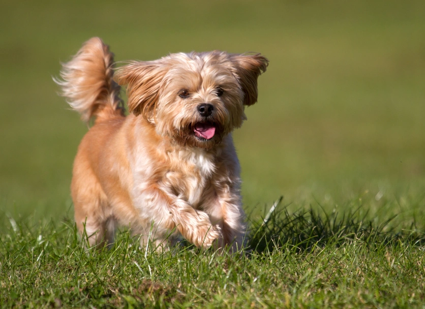 Shorkie Dogs Ras: Karakter, Levensduur & Prijs | Puppyplaats