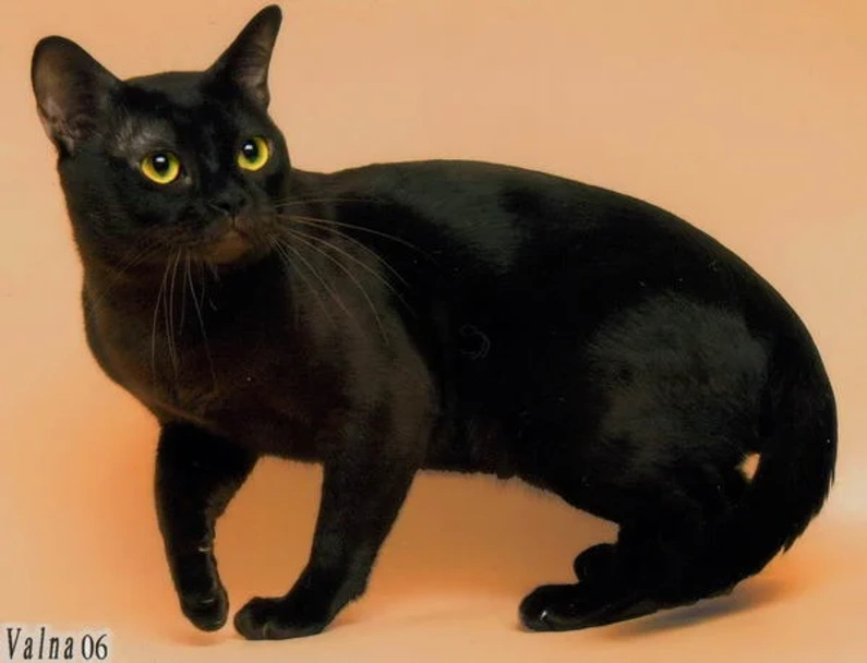 Europeo de Pelo Corto Cats Raza - Características, Fotos & Precio | MundoAnimalia