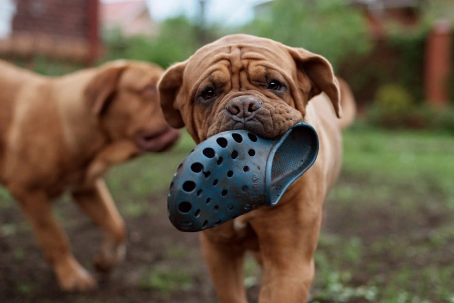 Dogue De Bordeaux Dogs Breed - Information, Temperament, Size & Price | Lancaster Puppies