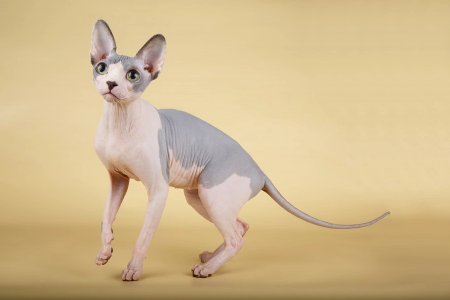 Sphynx Cats Razza - Prezzo, Temperamento & Foto | AnnunciAnimali