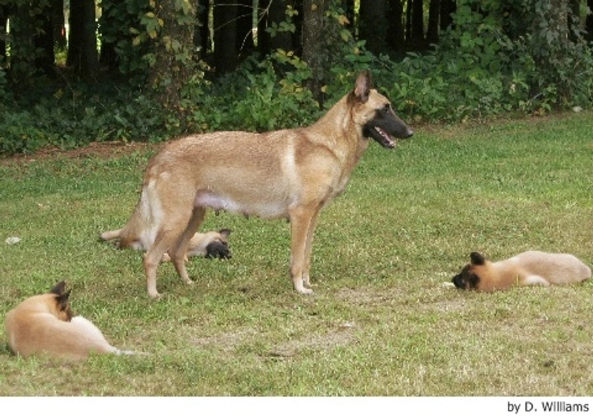 Mechelse Herder Dogs Ras: Karakter, Levensduur & Prijs | Puppyplaats