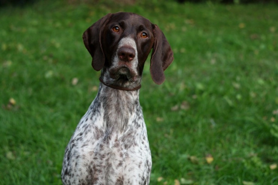 German Shorthaired Pointer Dogs Breed - Information, Temperament, Size & Price | Lancaster Puppies