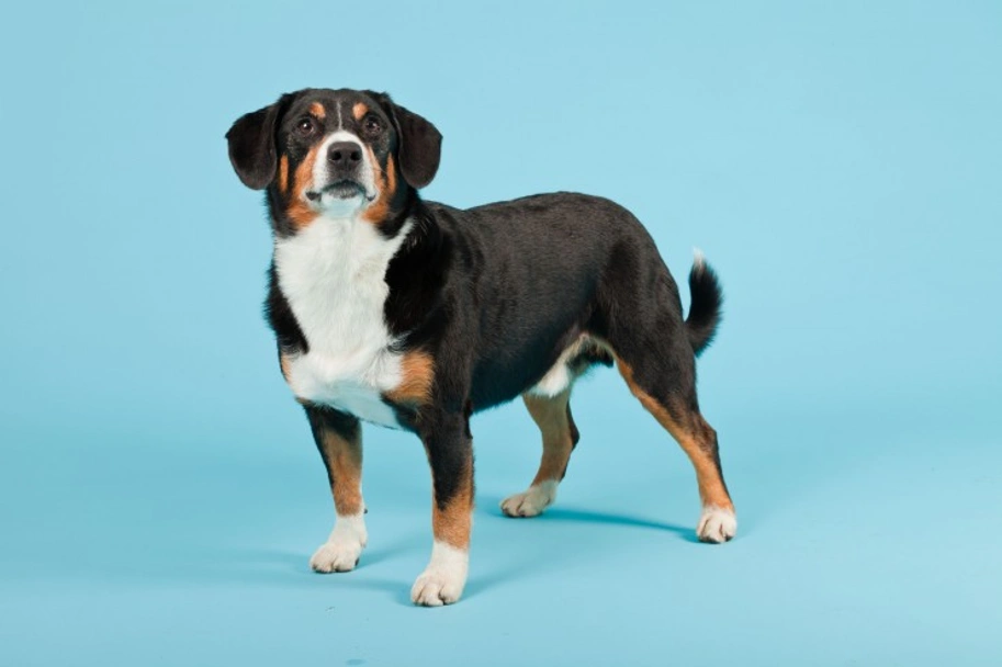 Entlebucher Mountain Dog Dogs Breed - Information, Temperament, Size & Price | Pets4Homes