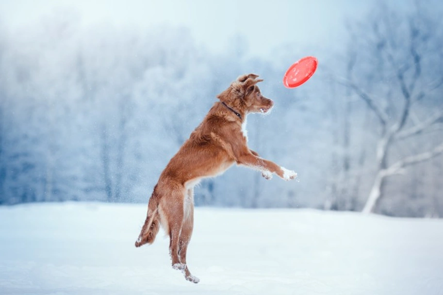 Nova Scotia Duck Tolling Retriever Dogs Breed - Information, Temperament, Size & Price | Lancaster Puppies