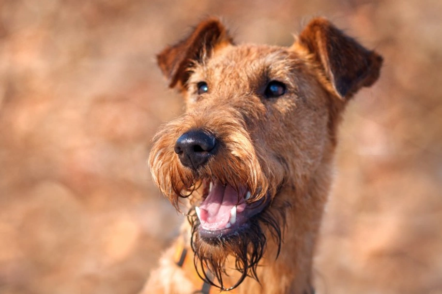 Irish Terrier Dogs Breed - Information, Temperament, Size & Price | Lancaster Puppies