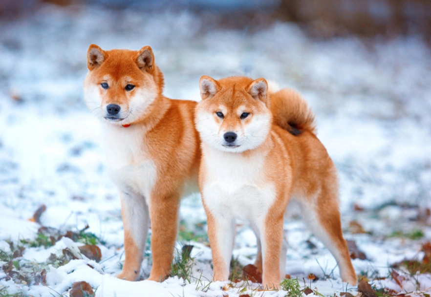 Japanese Shiba Inu Dogs Breed - Information, Temperament, Size & Price | Pets4Homes