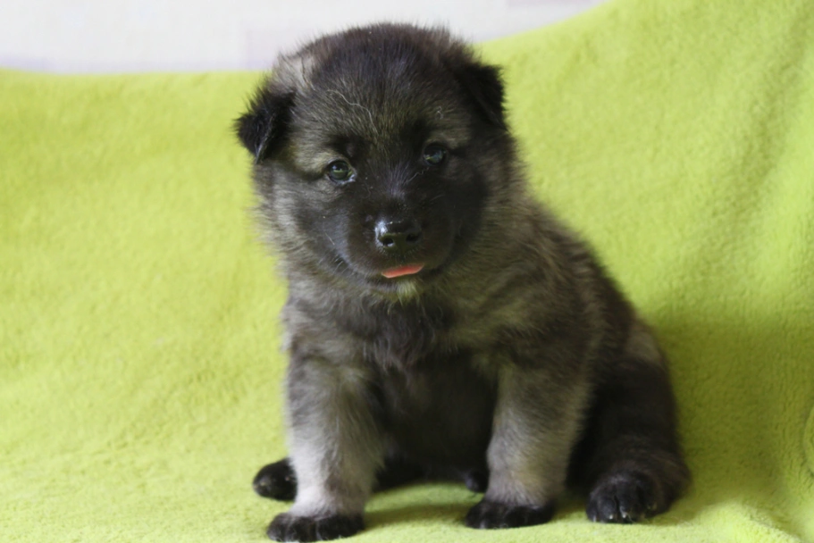 Norwegian Elkhound Dogs Breed - Information, Temperament, Size & Price | Lancaster Puppies