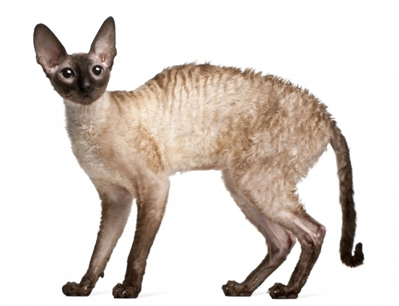 Cornish Rex Cats Razza - Prezzo, Temperamento & Foto | AnnunciAnimali