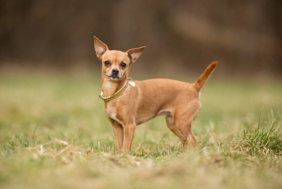 Chihuahua Dogs Razza - Prezzo, Temperamento & Foto | AnnunciAnimali