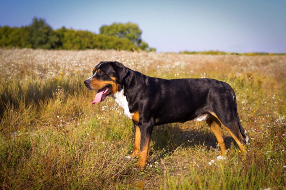 Greater Swiss Mountain Dog Dogs Breed - Information, Temperament, Size & Price | Pets4Homes