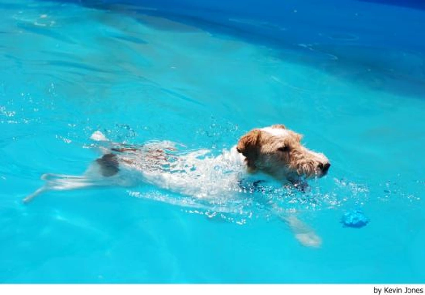 Fox Terriër Draadhaar Dogs Ras: Karakter, Levensduur & Prijs | Puppyplaats