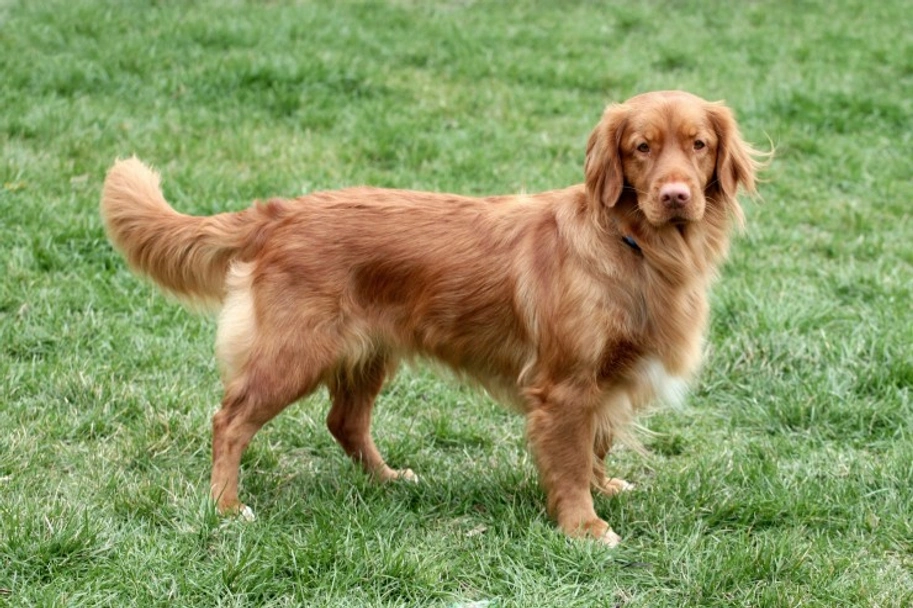 Nova Scotia Duck Tolling Retriever Dogs Breed - Information, Temperament, Size & Price | Lancaster Puppies