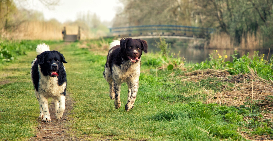 Wetterhoun Dogs Ras: Karakter, Levensduur & Prijs | Puppyplaats