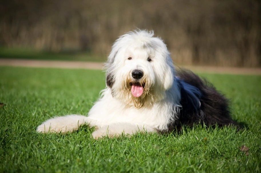 Old English Sheepdog Dogs Breed - Information, Temperament, Size & Price | Pets4Homes