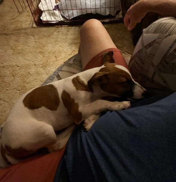 Russell Terrier Dogs Breed - Information, Temperament, Size & Price | Lancaster Puppies