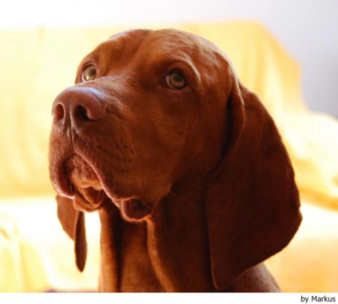 Vizsla korthaar Dogs Ras: Karakter, Levensduur & Prijs | Puppyplaats