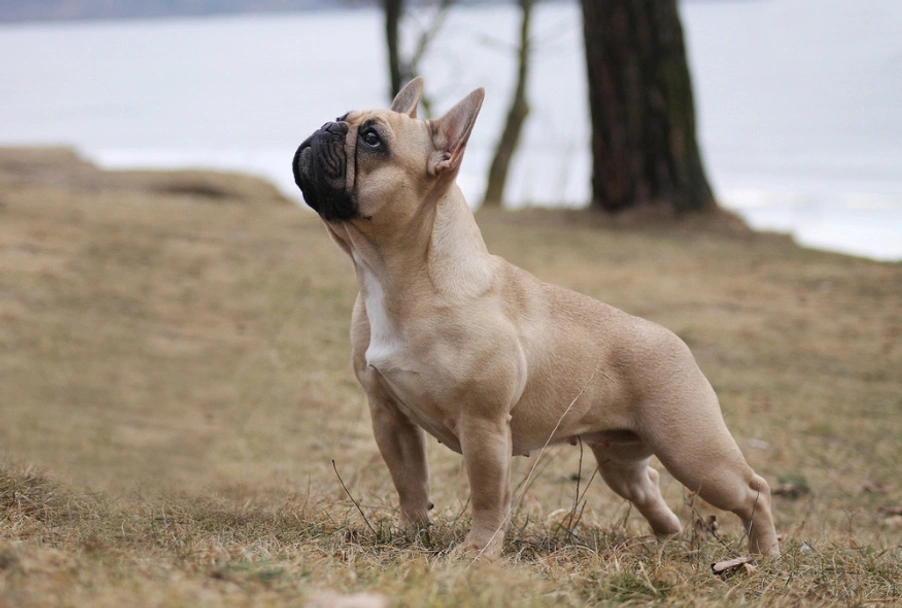 French Bulldog Dogs Breed - Information, Temperament, Size & Price | Lancaster Puppies