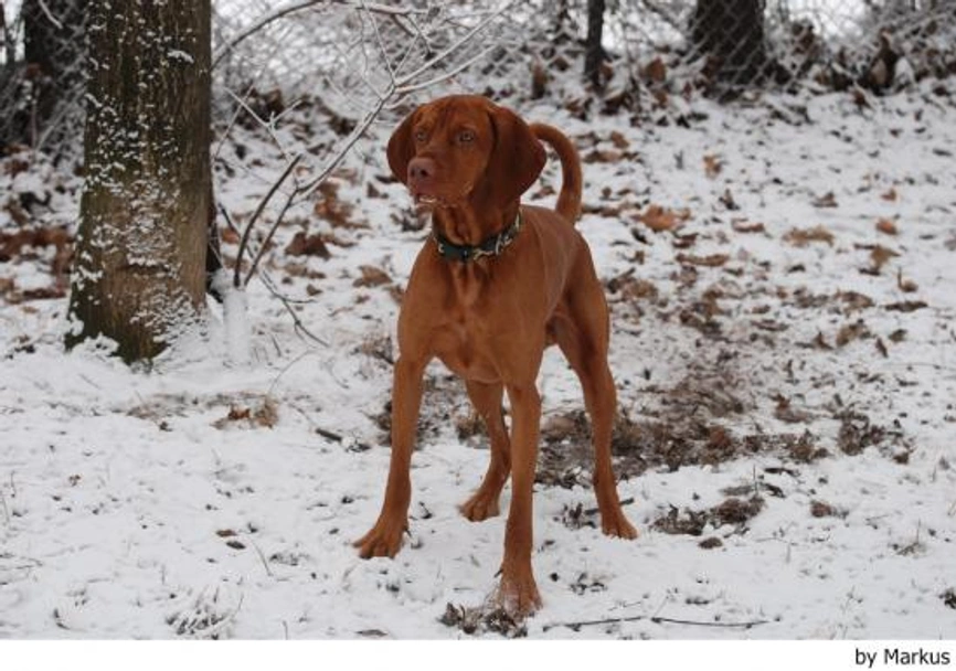 Vizsla korthaar Dogs Ras: Karakter, Levensduur & Prijs | Puppyplaats